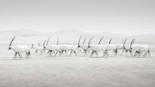 Movement (Dan Newton) - Muzeo.com