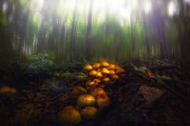 Mushrooms in the Autumn Forest (Michael) - Muzeo.com
