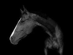 My horse (Wieteke de Kogel) - Muzeo.com