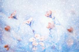 My Winter Garden (Delphine Devos) - Muzeo.com