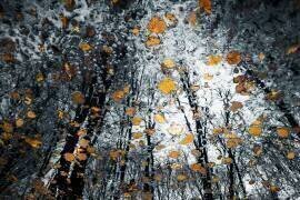 Mysterious death of nature (Florentin Vinogradof) - Muzeo.com