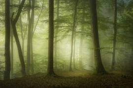 Mysterious Spring Morning (Norbert Maier) - Muzeo.com