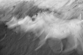 Mystic White (Milan Malovrh) - Muzeo.com