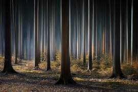 Mystic Wood (Carsten Meyerdierks) - Muzeo.com