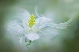 Mystical (Jacky Parker) - Muzeo.com