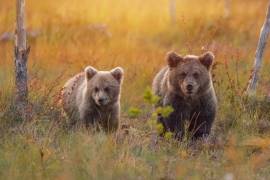 Next generation (Wojciech Sobiesiak) - Muzeo.com