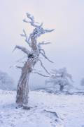 Nieve en el sur de EspaApa (Emilio Pino) - Muzeo.com