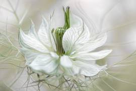 Nigella (Mandy Disher) - Muzeo.com
