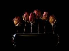 Night garden (Jeffrey Hummel ) - Muzeo.com