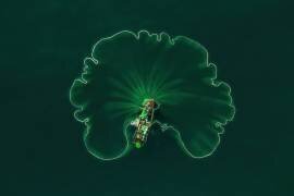 Ocean Lotus leaf (Alex Cao) - Muzeo.com