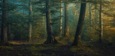October colors (Norbert Maier) - Muzeo.com