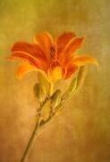 One day lily (Liliane Lathouwers) - Muzeo.com