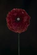 One red poppy (Lotte Gronkjar) - Muzeo.com