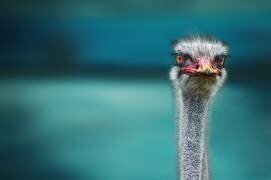 Ostrich Protecting two Poor Chicken from the Wind (Piet Flour) - Muzeo.com