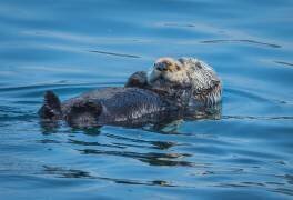 Otters basking in the Alaskan sun (Jeffrey C. Sink) - Muzeo.com