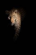 Out of the darkness (Richard Guijt) - Muzeo.com