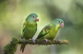 Pair o' Parakeets (Greg Barsh) - Muzeo.com