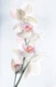 Pale beauty (Peter Pfeiffer) - Muzeo.com