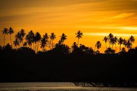 Palm Tree (Alexis Toureau) - Muzeo.com