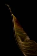 Part of a leaf (Lotte Gronkjar) - Muzeo.com