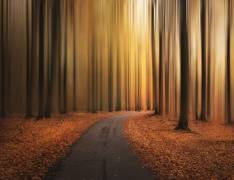 Path to unknown (Christian Lindsten) - Muzeo.com