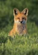 Peek-a-Boo (Jenny Qiu) - Muzeo.com