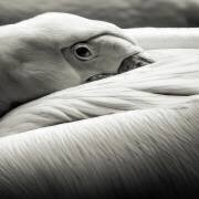 Pelican (Riccardo Berg) - Muzeo.com