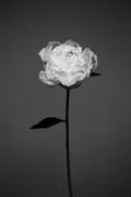 Peony (Antonida Frolova) - Muzeo.com