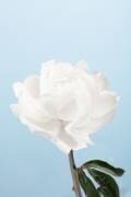 Peony 1 (1x Studio III) - Muzeo.com