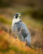 Peregrine in Heather (FeargalQ) - Muzeo.com