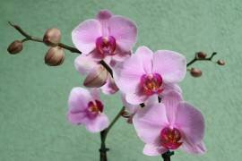 Pink Orchid With Delicate Petals (Snezana Petrovic) - Muzeo.com