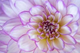 Pink Petals (Louise Wolbers) - Muzeo.com