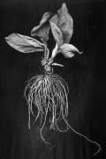 Plantain close up, black and white image (Brig Barkow) - Muzeo.com