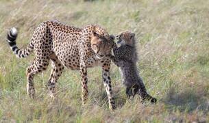 Play with Mom (Jie Fischer) - Muzeo.com
