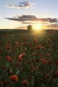Poppy fields of Sweden (Christian Lindsten) - Muzeo.com
