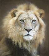 Portrait of a Young Male Lion (Linda D Lester) - Muzeo.com
