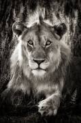 Portrait of a young male Lion in Etosha NP Namibia; The animal is three years old (Philippe-Alexandre Chevallier) - Muzeo.com