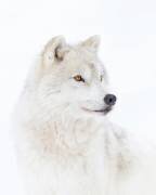 Portrait of an Arctic Wolf (Jim Cumming) - Muzeo.com
