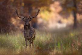 Posing (Sebastian Mastahac) - Muzeo.com