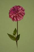 Pretty girl (Richard Urbanski) - Muzeo.com