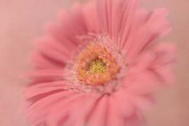 Pretty in Pink (Jackie Matthews) - Muzeo.com