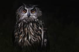 Prince of the Night (Martine Benezech) - Muzeo.com