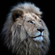 Proud Lion (Louise Wolbers) - Muzeo.com