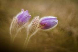 Pulsatilla pratensis (Photozo) - Muzeo.com
