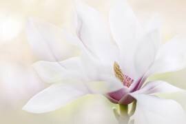 Purity (Jacky Parker) - Muzeo.com