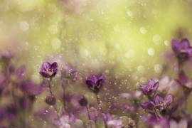 Purple Dream (Delphine Devos) - Muzeo.com
