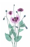 Purple Poppy (Lydia Jacobs) - Muzeo.com