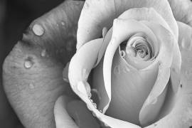 Rain Drops (Çiçek Kıral) - Muzeo.com