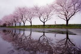 Rain of spring (Kouji Tomihisa) - Muzeo.com