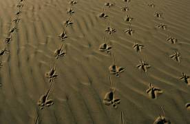 Rajasthan, Thar Desert (Hans Silvester) - Muzeo.com